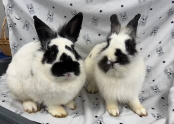 Flapjack -  Lionhead Rabbit for Adoption in Westford, Massachusetts - Flapjack | PetCurious