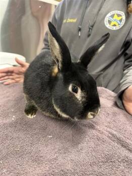 Bunny Rabbit Rabbits Available for Adoption - ALISTAIR | PetCurious