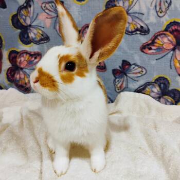 American Rabbits Available for Adoption in Tampa, Florida - Jose Gaspar | PetCurious