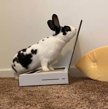 Paul -  New Zealand Rabbit for Adoption in Saint Charles, Missouri - Paul | PetCurious