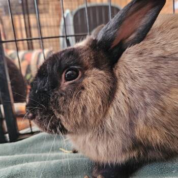 Cinnamon Rabbits Available for Adoption in Foley, Alabama - Clyde | PetCurious