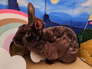 Rescue American Rabbits for Adoption in Portland, Oregon - Watermelon | PetCurious