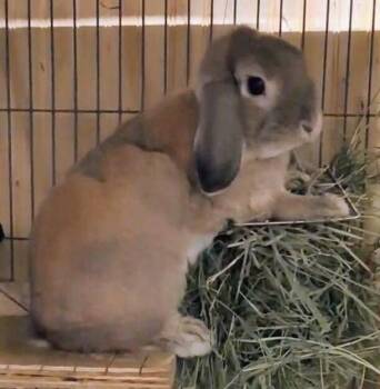 Benjamin -  Lop Eared Rabbit for Adoption in Dallas, Pennsylvania - Benjamin | PetCurious