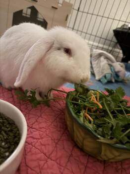 Monty -  Lop Eared Rabbit for Adoption in Naples, Florida - Monty | PetCurious