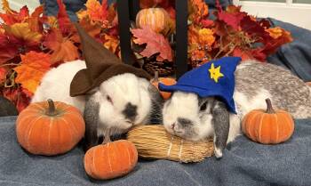 Rescue Lop Eared Rabbits for Adoption in North Salem, New York - Snow White & Prince Charming | PetCurious