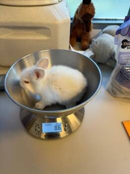 Lyric aka Misty -  Bunny Rabbit Rabbit for Adoption in Santa Cruz, California - Lyric Aka Misty | PetCurious