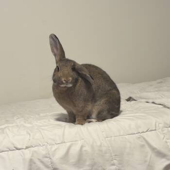 Rescue American and Mini Lop Rabbits for Adoption in Portland, Oregon - Strawberry Shortcake (Aboo) | PetCurious