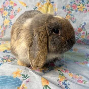 Holland Lop Rabbits Available for Adoption - Skippy | PetCurious