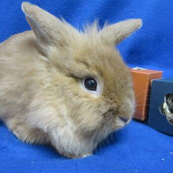 Cricket -  Lionhead and Bunny Rabbit Rabbit for Adoption in Wilmington, Delaware - Cricket | PetCurious
