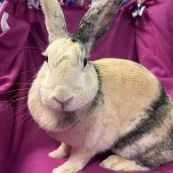 Hope -  Harlequin Rabbit Available for Adoption in Westerville, Ohio - Hope | PetCurious