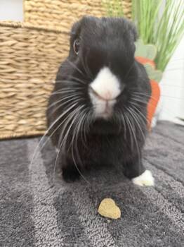 Bean -  Bunny Rabbit Rabbit for Adoption in San Tan Valley, Arizona - Bean | PetCurious