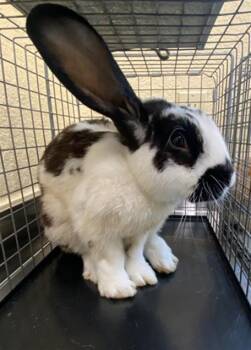 THUMPER -  Bunny Rabbit Rabbit for Adoption in Fort Myers, Florida - THUMPER | PetCurious