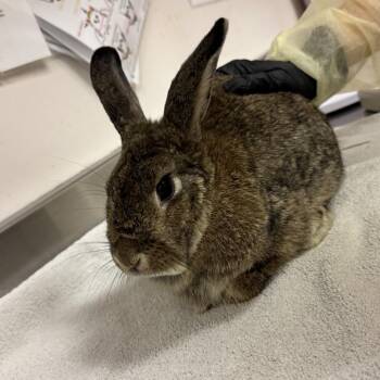 Patty Cake -  Bunny Rabbit Rabbit for Adoption in Murray, Utah - Patty Cake | PetCurious
