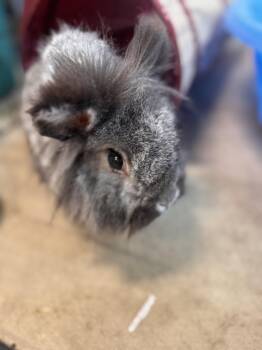 FooFoo -  Lionhead Rabbit for Adoption in Pottsville, Pennsylvania - FooFoo | PetCurious