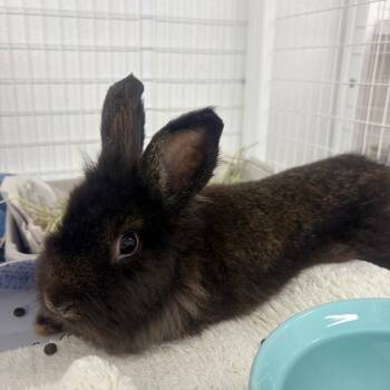 Brioche -  Lionhead Rabbit for Adoption in Clearwater, Florida - Brioche | PetCurious