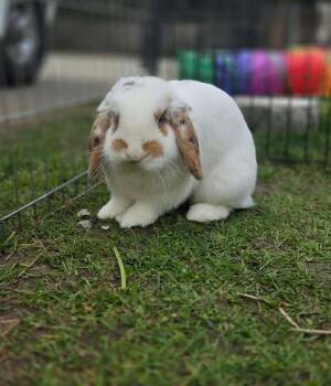 Holland Lop Rabbits Available for Adoption in Vancouver, British Columbia - Waffles (South Surrey) | PetCurious