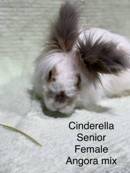 Rescue Angora Rabbit and Lionhead Rabbits for Adoption in Howell Township, New Jersey - Cinderella *special Needs* | PetCurious