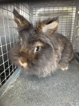 LOLA -  Bunny Rabbit Rabbit for Adoption in Fort Myers, Florida - LOLA | PetCurious