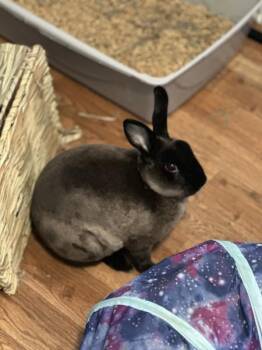 Rescue Mini Rex Rabbits for Adoption in Kalamazoo, Michigan - Blake | PetCurious