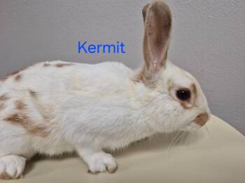 Bunny Rabbit Rabbits Available for Adoption in Cincinnati, Ohio - Kermit | PetCurious