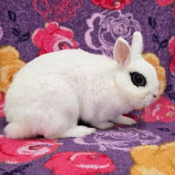 Hotot Rabbits Available for Adoption in Evansville, Indiana - Sugar | PetCurious