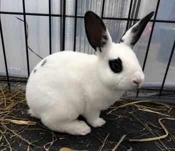 Haze -  Rex Rabbit for Adoption in Marshfield, Wisconsin - Haze | PetCurious