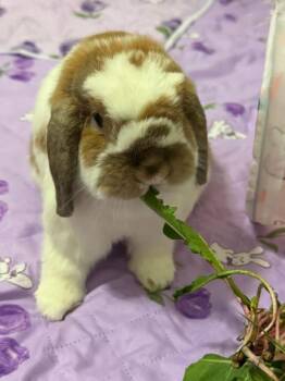 Olive and Olivander -  Holland Lop Rabbit for Adoption in Saint Charles, Missouri - Olive And Olivander | PetCurious
