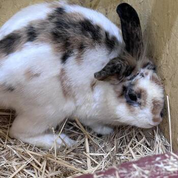 Jalapeno -  New Zealand and American Rabbit for Adoption in Nampa, Idaho - Jalapeno | PetCurious