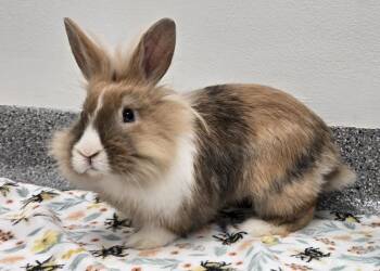 Lionhead and Dutch Rabbits Available for Adoption - Steve "The Hare" Harrington | PetCurious