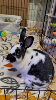 Jaimie -  English Spot Rabbit for Adoption in Philadelphia, Pennsylvania - Jaimie | PetCurious