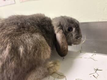 HOP THE LOP* -  Mini Lop Rabbit for Adoption in Santa Cruz, California - HOP THE LOP* | PetCurious