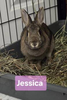 Rescue Britannia Petite Rabbits for Adoption in Kalamazoo, Michigan - Jessica | PetCurious