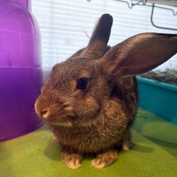 Thumper -  Lop Eared Rabbit for Adoption in Sebastian, Florida - Thumper | PetCurious