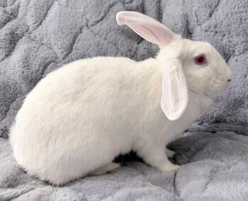 New Zealand Rabbits Available for Adoption in Southaven, Mississippi - Krystal | PetCurious