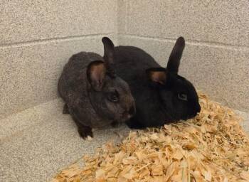 American Rabbits Available for Adoption in Troutman, North Carolina - CLOVER & BLOSSOM BONDED PAIR! | PetCurious