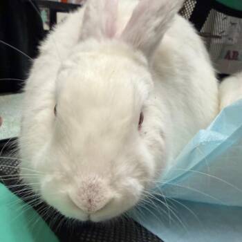 Mila -  Florida White Rabbit for Adoption in Murray, Utah - Mila | PetCurious