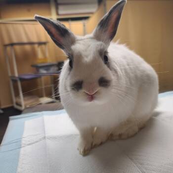 Rescue Bunny Rabbit Rabbits for Adoption in Gansevoort, New York - George | PetCurious