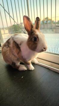 Rescue Dutch Rabbits for Adoption in Taylorsville, Utah - Logan | PetCurious