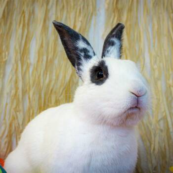 Rescue Hotot Rabbits for Adoption in Long Beach, California - Bixby | PetCurious