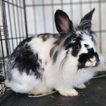Rescue Lionhead Rabbits for Adoption in Navarre, Florida - Draco | PetCurious