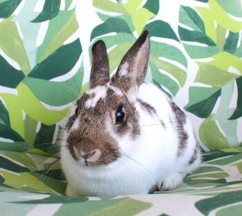 Rescue American Rabbits for Adoption in IND HILLSIDE, New Jersey - Stella | PetCurious
