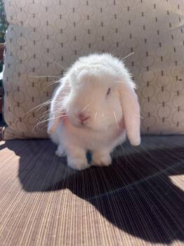Rescue Mini Lop Rabbits for Adoption in Los Angeles, California - Katarina | PetCurious