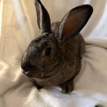 New Zealand Rabbits Available for Adoption in Saint Charles, Missouri - Buttcheeks  | PetCurious