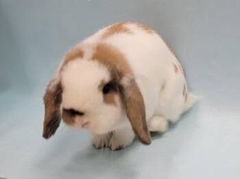 Simone -  Holland Lop Rabbit for Adoption in Minneapolis, Minnesota - Simone | PetCurious