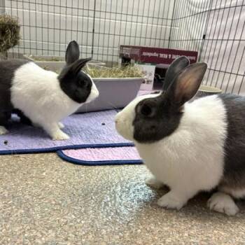 Chai (Bonded) -  Dutch Rabbit for Adoption in Wheaton, Illinois - Chai (Bonded) | PetCurious