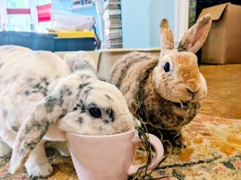 Buttons -  Rex Rabbit for Adoption in Westford, Massachusetts - Buttons | PetCurious
