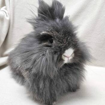 Rescue Lionhead Rabbits for Adoption in Jefferson, Wisconsin - Ariel | PetCurious
