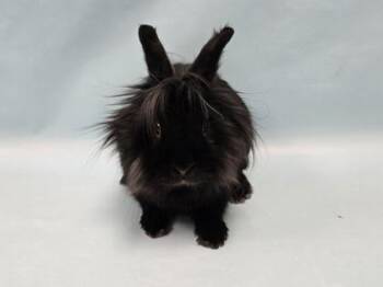 Lionhead Rabbits Available for Adoption - Gus Gus | PetCurious