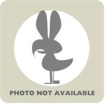 Mr Dinkles -  Bunny Rabbit Rabbit for Adoption in Richmond, Virginia - Mr Dinkles | PetCurious