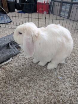 Lop Eared Rabbits Available for Adoption - Yuki / Kuri | PetCurious